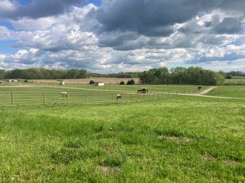 Goat Yoga Adorable Party with Cuddling Optional at Serene Family Farm image 8