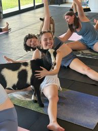 Smiling women in an indoor goat yoga class stretching on mats as a playful black-and-white goat stands between them and one participant hugs it.