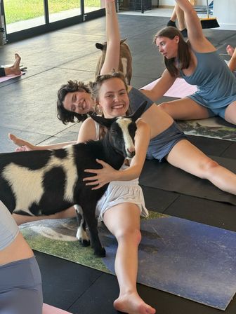 Smiling women in an indoor goat yoga class stretching on mats as a playful black-and-white goat stands between them and one participant hugs it.