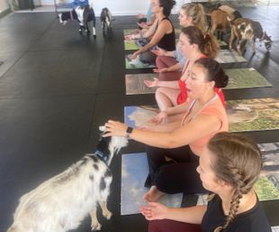 Goat Yoga Group Class on the Farm at Nashville Horse and Goat Yoga image 14