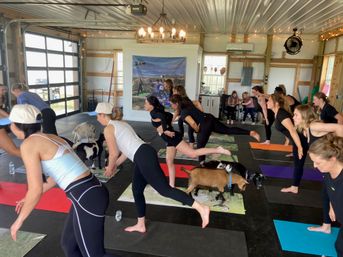 Goat Yoga Group Class on the Farm at Nashville Horse and Goat Yoga image 16