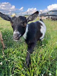 Goat Yoga Adorable Party with Cuddling Optional at Serene Family Farm image 24