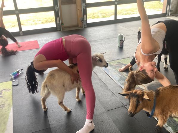 Goat Yoga Group Class on the Farm at Nashville Horse and Goat Yoga image 10