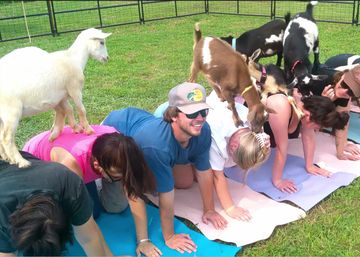 Goat Yoga Adorable Party with Cuddling Optional at Serene Family Farm image 3