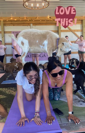 Goat Yoga Group Class on the Farm at Nashville Horse and Goat Yoga image 10