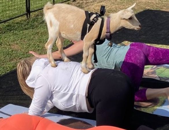 Goat Yoga Adorable Party with Cuddling Optional at Serene Family Farm image 21
