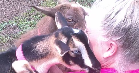 Goat Yoga Adorable Party with Cuddling Optional at Serene Family Farm image 15