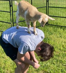 Goat Yoga Adorable Party with Cuddling Optional at Serene Family Farm image 13