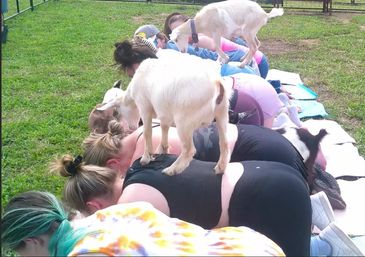 Goat Yoga Adorable Party with Cuddling Optional at Serene Family Farm image 17