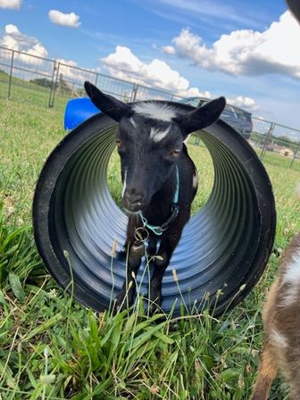 Goat Yoga Adorable Party with Cuddling Optional at Serene Family Farm image 20