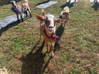 Goat Yoga Adorable Party with Cuddling Optional at Serene Family Farm image 7