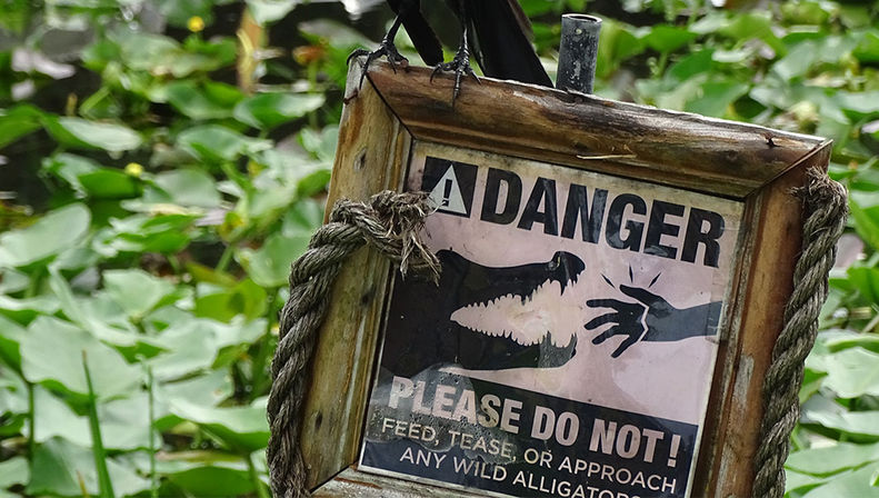 Everglades Safari Express Tour from Miami with Airboat Ride image 6
