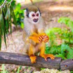 Triple Jungle Adventure in Punta Cana image 2