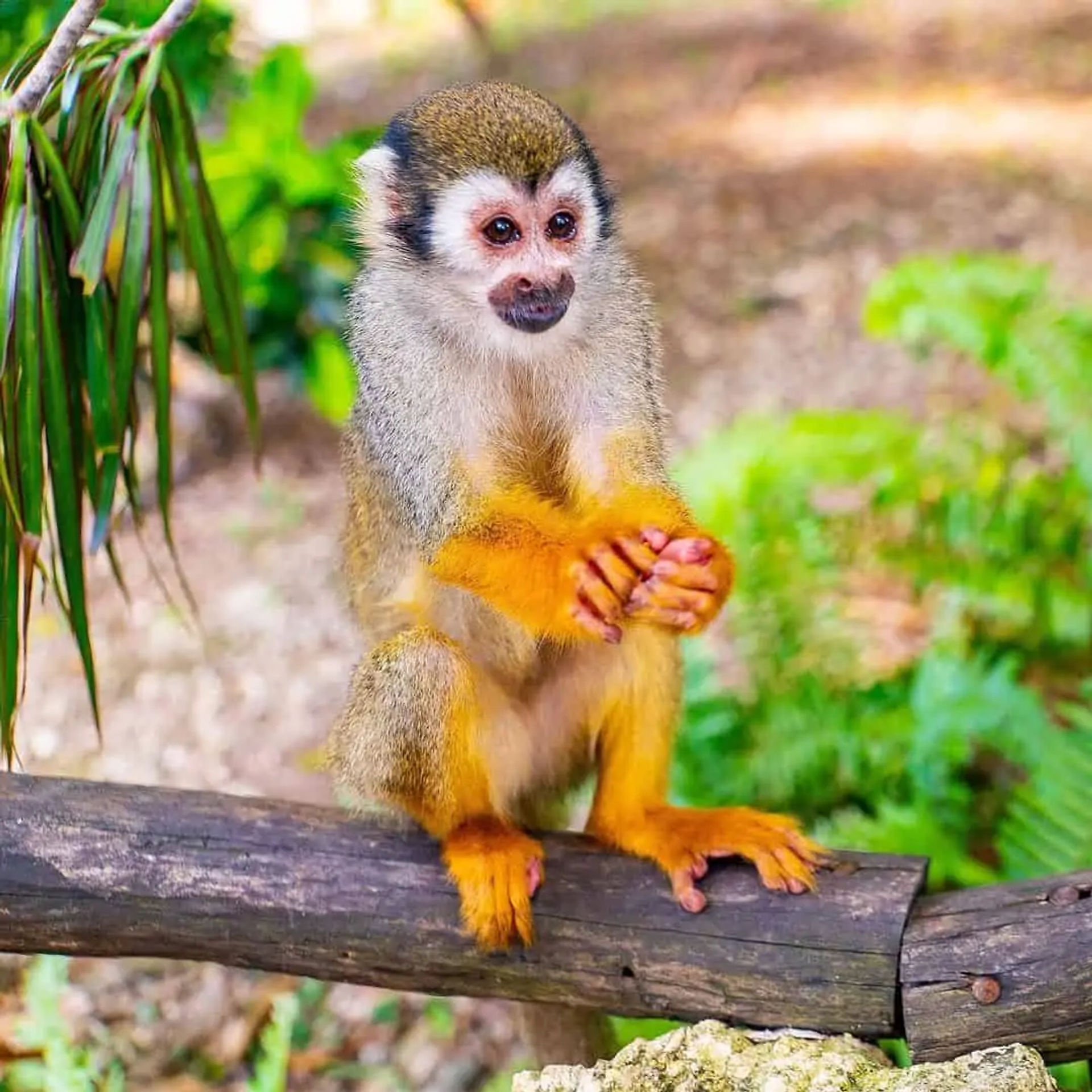 Triple Jungle Adventure in Punta Cana image 2