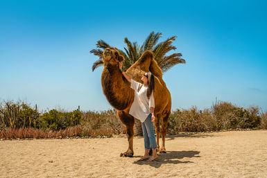 Combo ATV, Camel Ride, Tequila Tasting & Mexican Buffet Lunch image 22