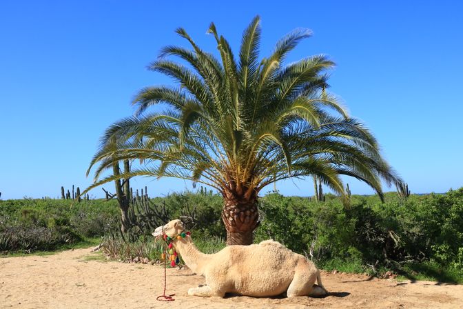 Dromedary camel reclining on sandy ground beneath a palm tree, with cacti and green scrub under a clear bright blue sky, a sunny desert-oasis scene