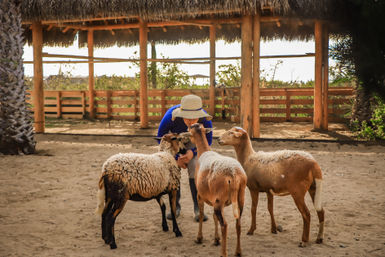 Combo ATV, Camel Ride, Tequila Tasting & Mexican Buffet Lunch image 2