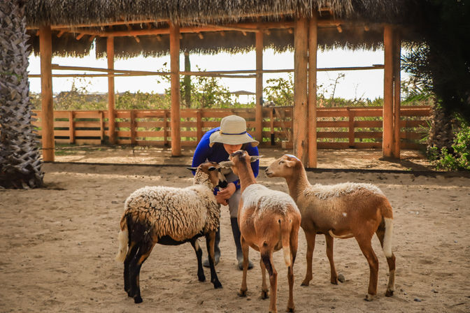 Combo ATV, Camel Ride, Tequila Tasting & Mexican Buffet Lunch image 2