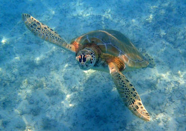 Sail & Snorkel Experience: Paradise Island, Nassau, Bahamas image 5