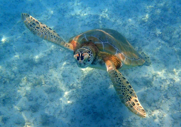 Sail & Snorkel Experience: Paradise Island, Nassau, Bahamas image 5