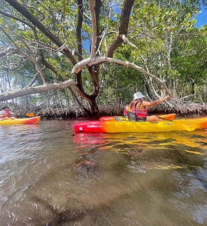 Kayak and Paddleboard Experience with Beautiful Mangrove Trails image 12
