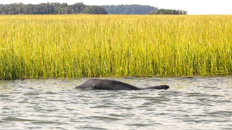 Private Hilton Head Yacht Charter image 5