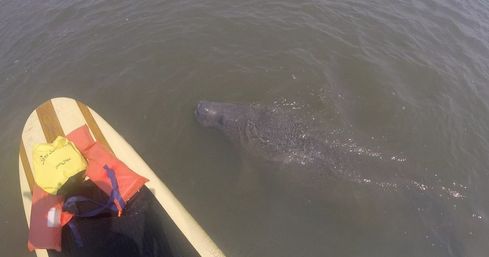 Dolphin, Manatee and Sea Turtle Adventure Tour of St. Augustine image 7
