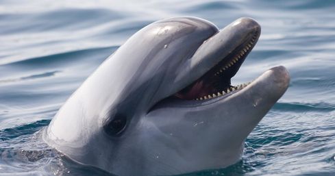 Dolphin Sail with Salt Marsh Sailing image 11