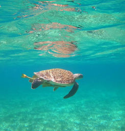 Private Underwater Scooter, Snorkeling & Turtles Excursion image 3