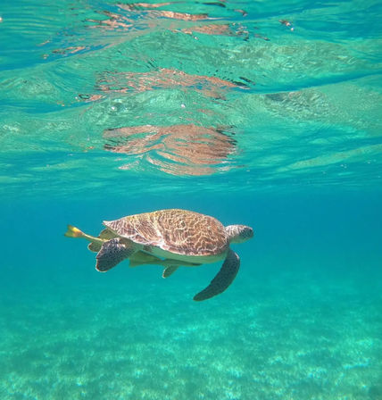 Private Underwater Scooter, Snorkeling & Turtles Excursion image 3