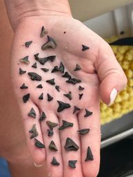 Barrier Island Shark Tooth and Fossil Hunt with Stunning Views image 2