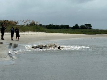 Barrier Island Shark Tooth and Fossil Hunt with Stunning Views image 6