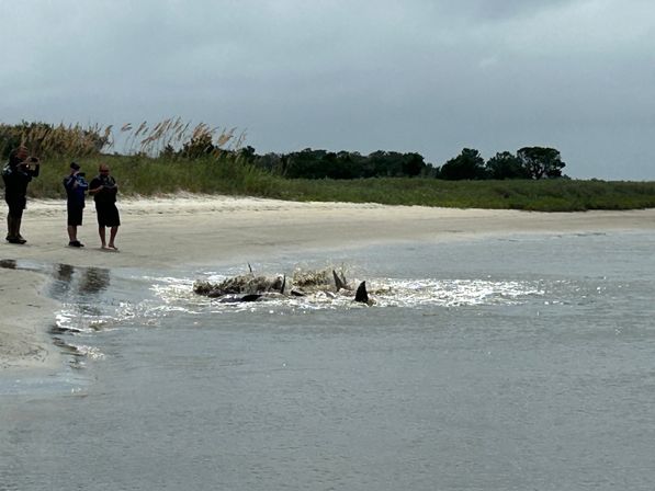 Barrier Island Shark Tooth and Fossil Hunt with Stunning Views image 6