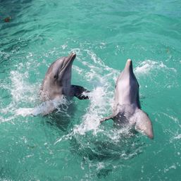 Catamaran Experience with Dolphin Encounter image 2