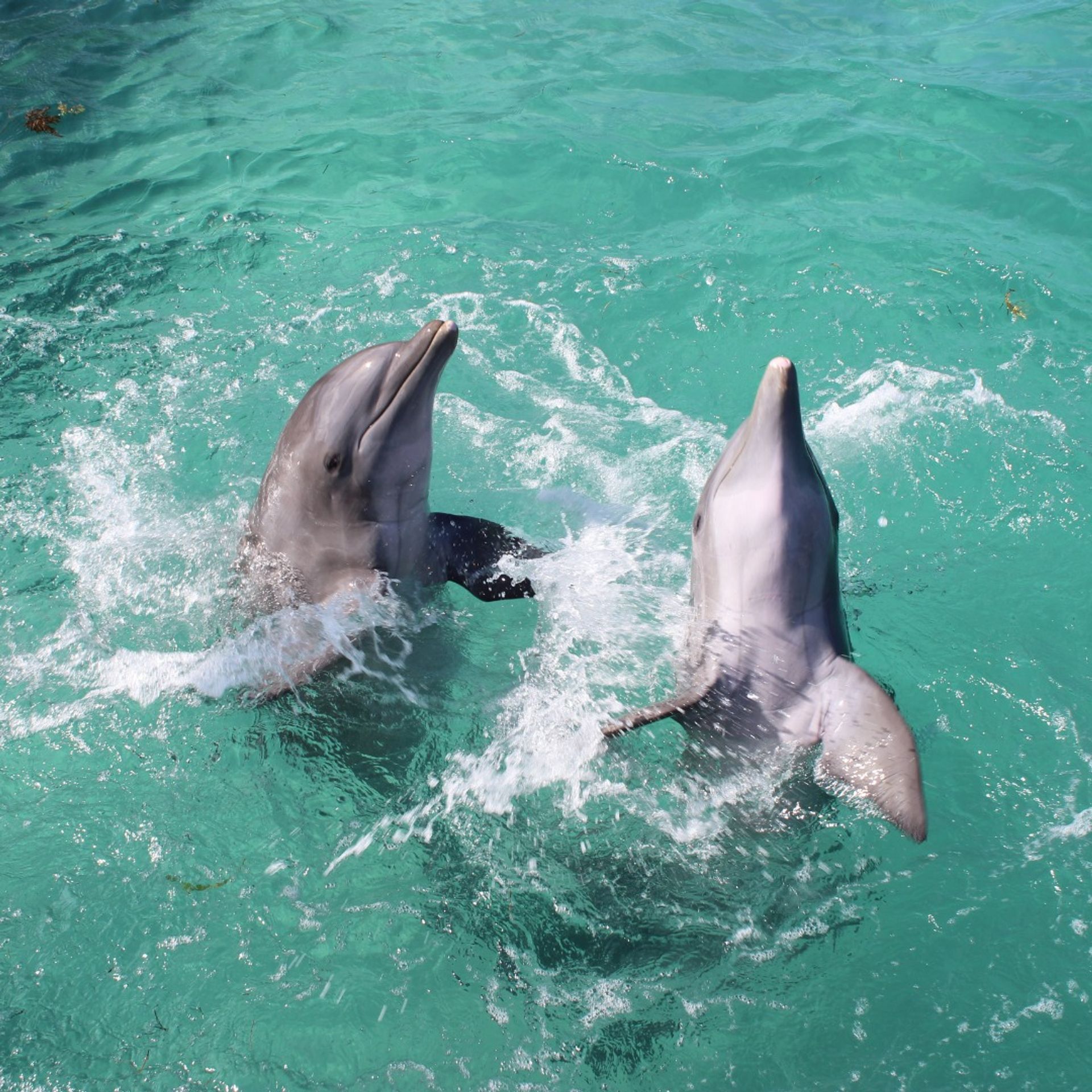 Catamaran Experience with Dolphin Encounter image 2