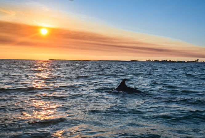 Panama City Beach Boat Tours: Dolphin Excursion, Sunset Cruise or Snorkeling Experience image 10