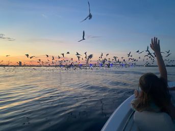 Panama City Beach Boat Tours: Dolphin Excursion, Sunset Cruise or Snorkeling Experience image 5