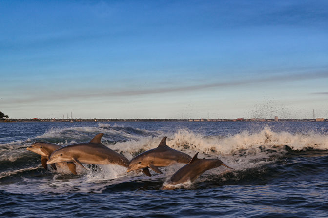 Panama City Beach Boat Tours: Dolphin Excursion, Sunset Cruise or Snorkeling Experience image 7