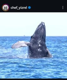 Professional Private Chef & Butler Service in Los Cabos image 114