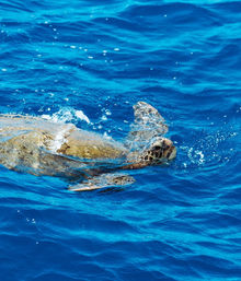 Glass Bottom Boats: Daytime Wakiki Tour image 2