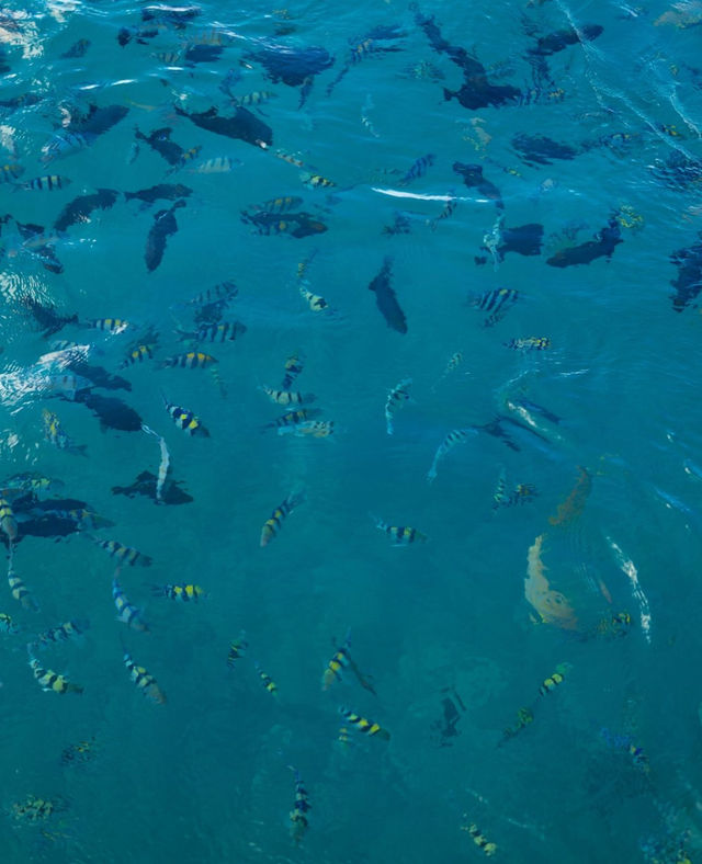 Glass Bottom Boats: Daytime Wakiki Tour image 3