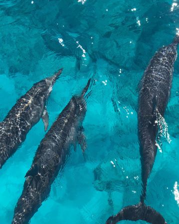 Glass Bottom Boats: Daytime Wakiki Tour image 8