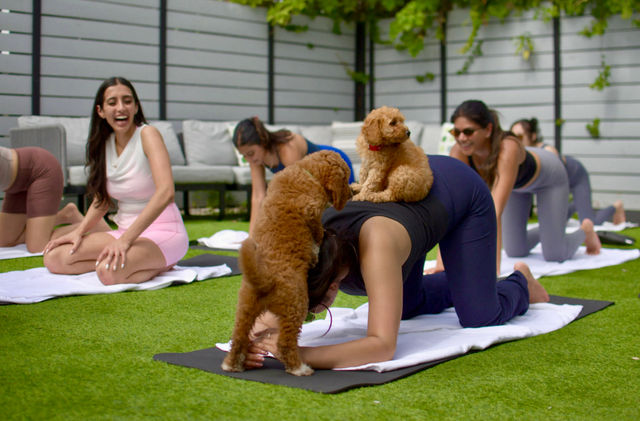 Mobile Puppy Yoga Experience at Location of Your Choice image 3