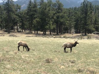 Estes Park and Rocky Mountain National Park: Guided Tour with Optional Hike image 3