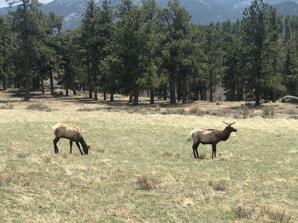 Estes Park and Rocky Mountain National Park: Guided Tour with Optional Hike image 3