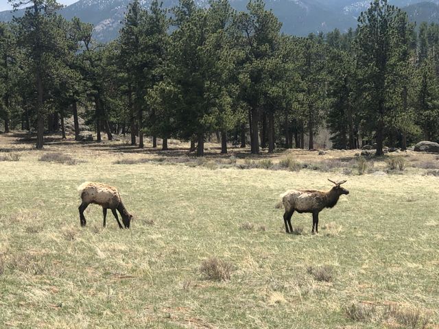 Estes Park and Rocky Mountain National Park: Guided Tour with Optional Hike image 3