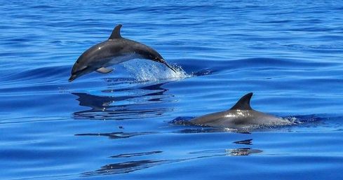 3-Hour Guided Shell Key Island Snorkeling & Dolphin Cruise Adventure from St. Petersburg image 6