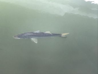 3-Hour Guided Shell Key Island Snorkeling & Dolphin Cruise Adventure from St. Petersburg image 8