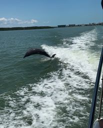3-Hour Guided Shell Key Island Snorkeling & Dolphin Cruise Adventure from St. Petersburg image 3