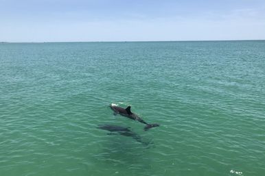 3-Hour Guided Shell Key Island Snorkeling & Dolphin Cruise Adventure from St. Petersburg image 2